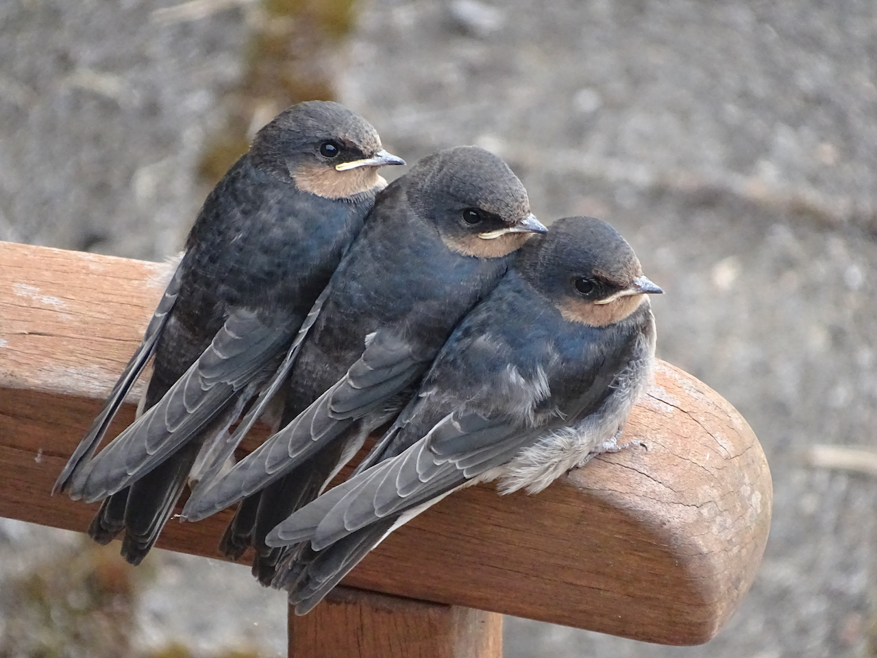 swallows