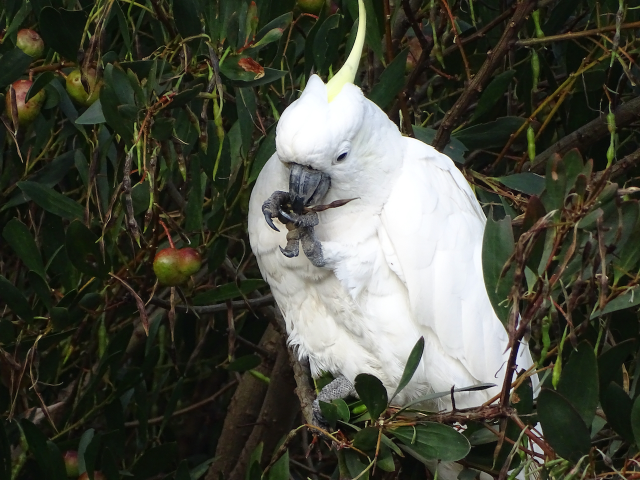 white cockatoo
