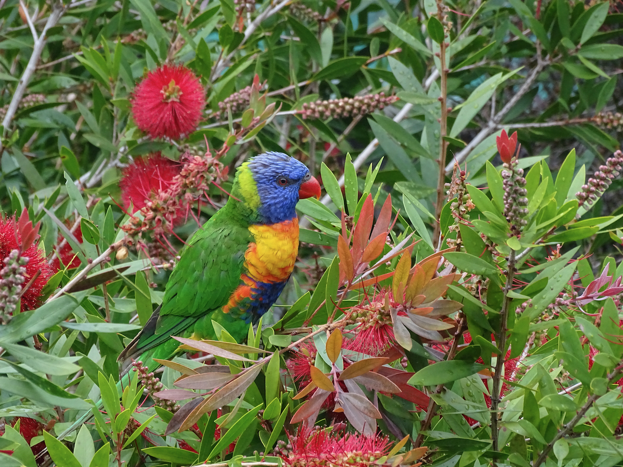 lorikeet