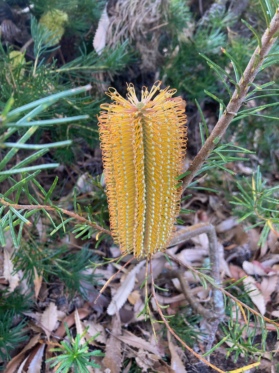 banksia