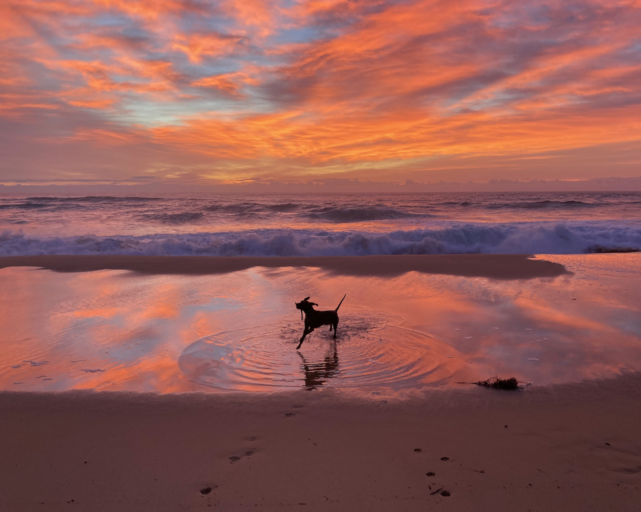 sunrise and dog